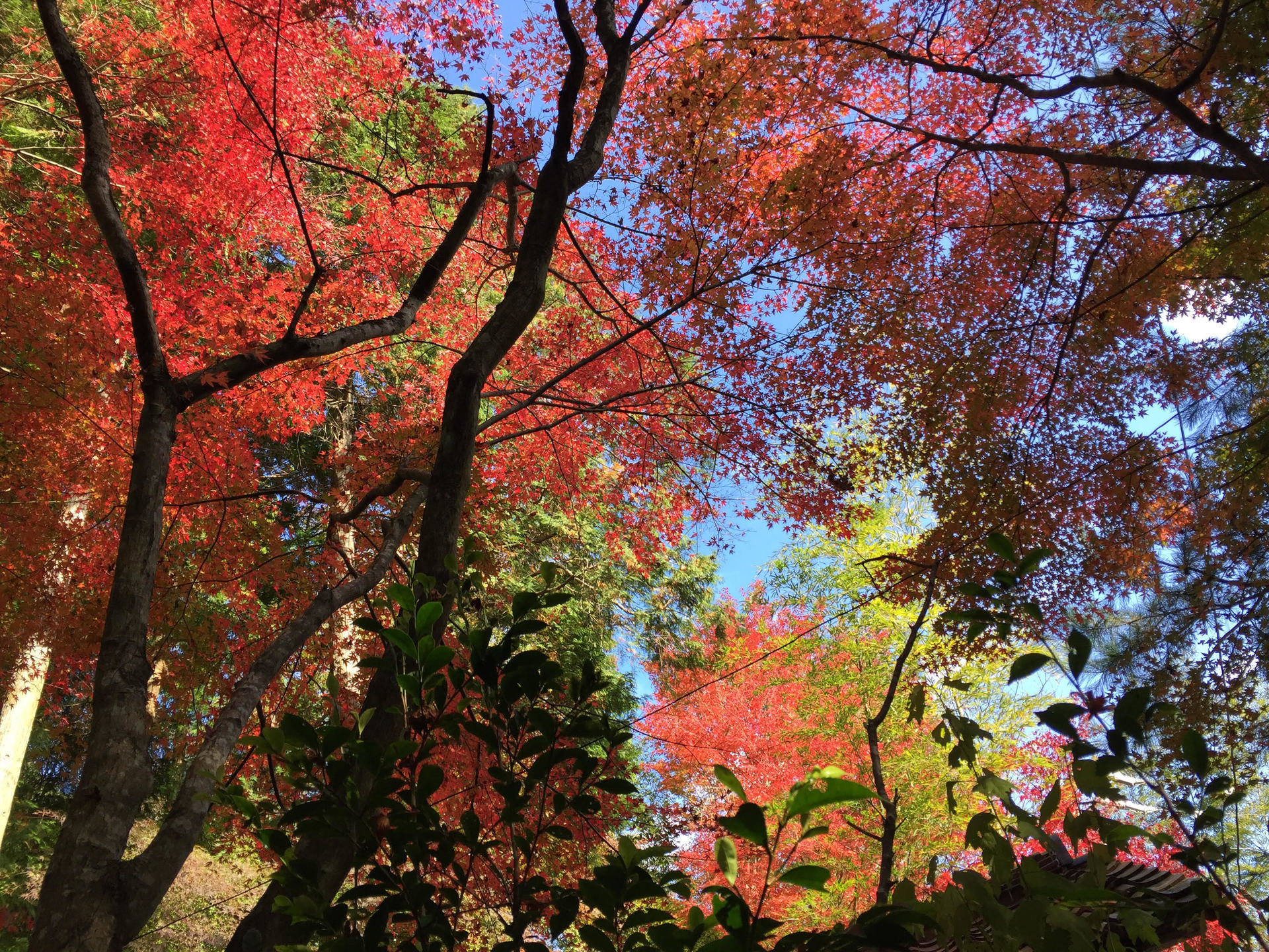 愛知県瀬戸市 岩屋堂公園の紅葉 旅日記